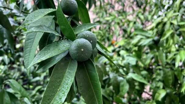 Les Mandarines Vertes Balancent Sur Les Branches Gouttes Pluie Images — Video