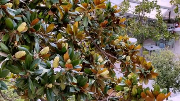 Groene Magnolia Vruchten Boomtakken Tussen Bladeren Hoge Kwaliteit Beeldmateriaal — Stockvideo