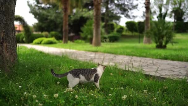 Kočičí Procházky Zelené Trávě Parku Vysoce Kvalitní Záběry Royalty Free Stock Video