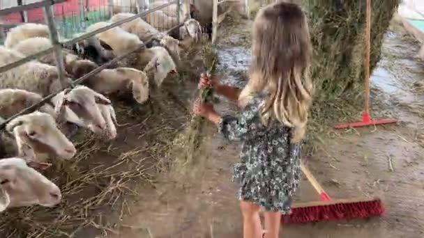 Küçük Kız Otlaktaki Koyunlara Saman Veriyor Samanlıktan Tomar Tomar Topluyor — Stok video