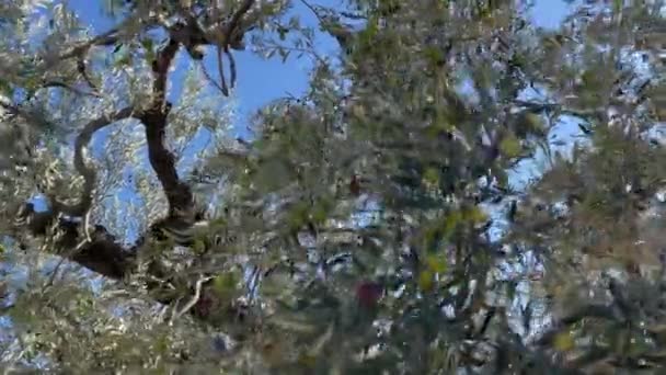 Aceitunas Verdes Las Ramas Balancean Viento Contra Cielo Azul Imágenes — Vídeo de stock