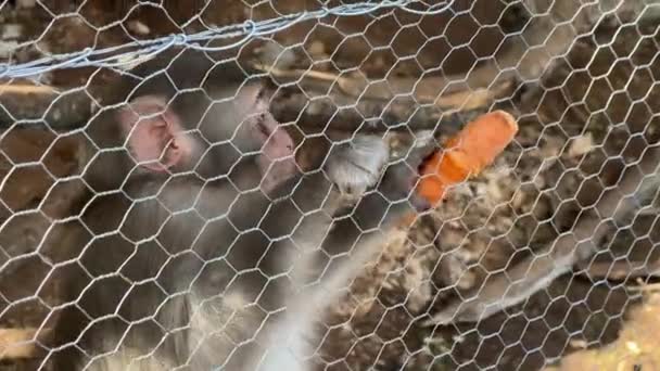 Pequeno Macaco Mordisca Uma Cenoura Presa Uma Cerca Malha Imagens — Vídeo de Stock
