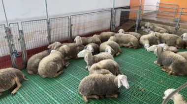 Beyaz tüylü koyun sürüsü bir çiftlikteki otlakta yerde uyuyor. Yüksek kalite 4k görüntü