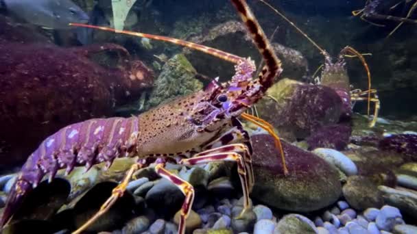 Lobster Berduri Besar Perlahan Berjalan Sepanjang Kerikil Bagian Bawah Akuarium — Stok Video