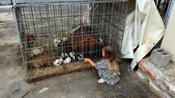 Küçük Kız Çiftlikteki Bir Kafeste Tavşanlara Havuç Yediriyor Yüksek Kalite — Stok video