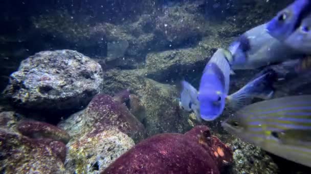 Ryby Paski Pływają Akwarium Niedaleko Kamieni Wysokiej Jakości Materiał — Wideo stockowe