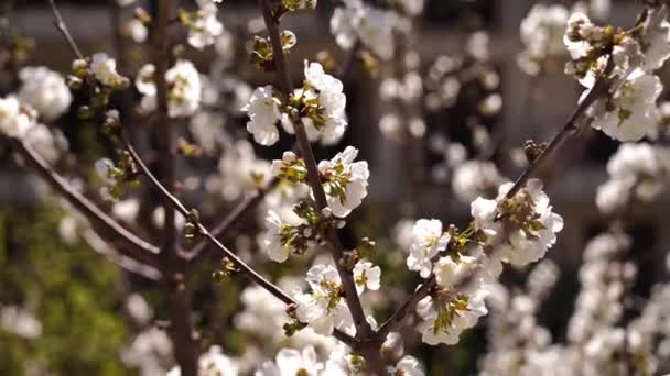 蜜蜂从花园里的杏花中采蜜 高质量的4K镜头 — 图库视频影像