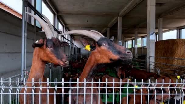 Les Chèvres Brunes Penchent Par Dessus Clôture Ferme Debout Sur — Video
