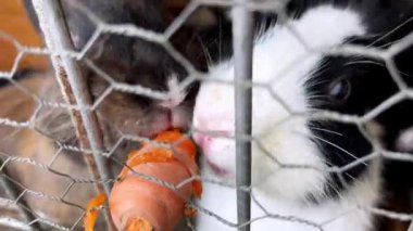 İki tavşan çit ağına takılmış bir havucu kemiriyor. Yüksek kalite 4k görüntü