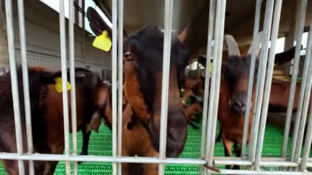 Braune Ziegen Stecken Ihre Nasen Zwischen Zaunstangen Auf Einem Bauernhof — Stockvideo