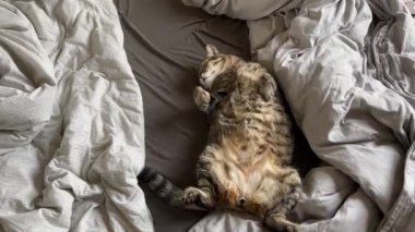 Büyük çizgili kedi battaniyelerin arasında bir yatakta sırt üstü uyur. Yüksek kalite 4k görüntü