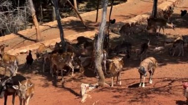 Benekli kahverengi geyik sürüsü kırmızı toprakta ağaçların arasında otlar. Yüksek kalite 4k görüntü