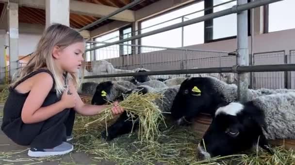 Kleines Mädchen Füttert Schafe Mit Heu Während Sie Hockt Und — Stockvideo
