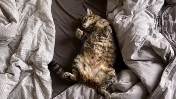 Чоловік Гладить Таббі Кішку Лежачи Ліжку Подряпає Кусає Його Високоякісні Ліцензійні Стокові Відео