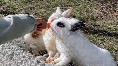 Küçük kız beyaz tavşanları havuçla besliyor. Yüksek kalite 4k görüntü