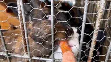 Tavşanlar çitten sarkan havucu kemirir. Yüksek kalite 4k görüntü