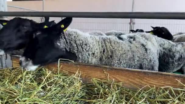 Black White Sheep Measuredly Chew Hay Leaning Out Fence Paddock — Stock Video