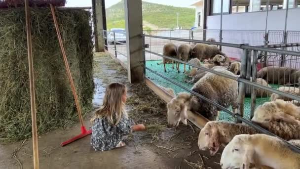 Little Girl Feeds Hay Sheep Squatting Fence Paddock High Quality Video Clip
