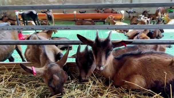 Çiftlikteki Çitlerin Arkasından Saman Yiyen Küçük Kahverengi Keçiler Yüksek Kalite — Stok video