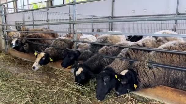 Moutons Noirs Blancs Mangeant Foin Dans Enclos Une Ferme Images — Video