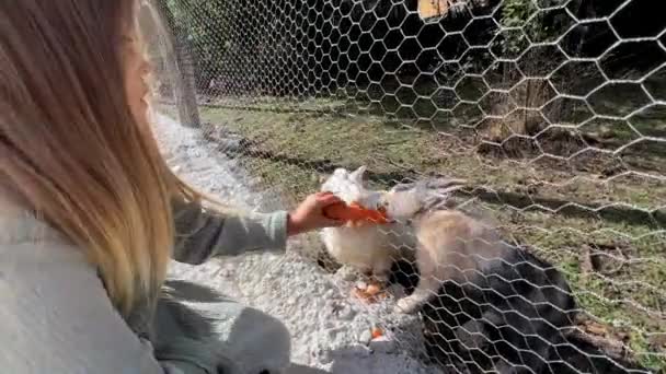 Little Girl Pushes Carrots Mesh Fence Feeds Hares High Quality — Stock Video