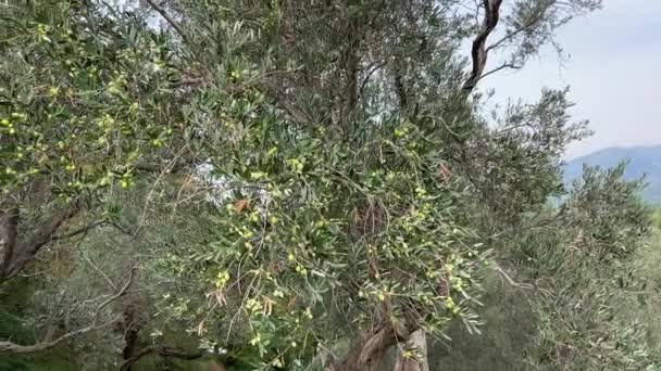 Azeitonas Verdes Ramos Árvores Olival Contra Pano Fundo Das Montanhas — Vídeo de Stock