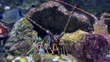 İki mor ıstakoz karşı karşıya durur ve akvaryumda antenlerini oynatırlar. Yüksek kalite 4k görüntü