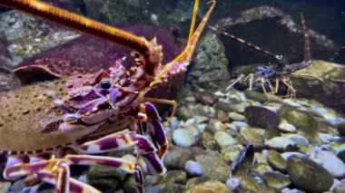 Renkli dikenli ıstakoz akvaryumun dibinde yürüyor ve antenini hareket ettiriyor. Yüksek kalite 4k görüntü
