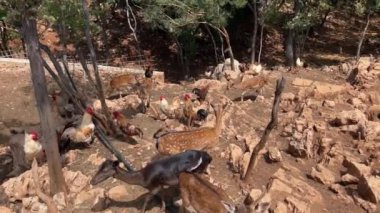 Benekli kahverengi geyik kayalık bir tepede tavuklarla birlikte otluyor. Yüksek kalite 4k görüntü