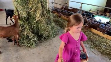 Hasır sepeti olan küçük bir kız otlaktaki keçilere saman yediriyor. Yüksek kalite 4k görüntü
