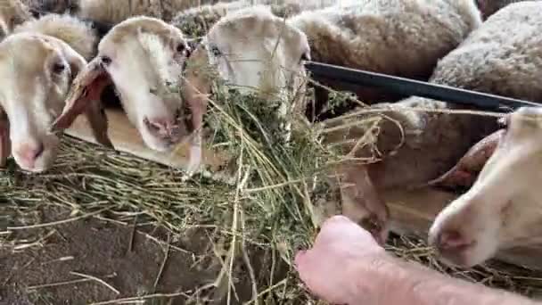 Homme Donne Paquet Foin Aux Moutons Dans Enclos Images Haute — Video