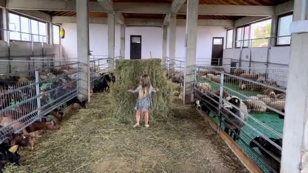 小女孩从草堆里拔出干草 在农场用钢笔喂一群山羊 高质量的4K镜头 — 图库视频影像