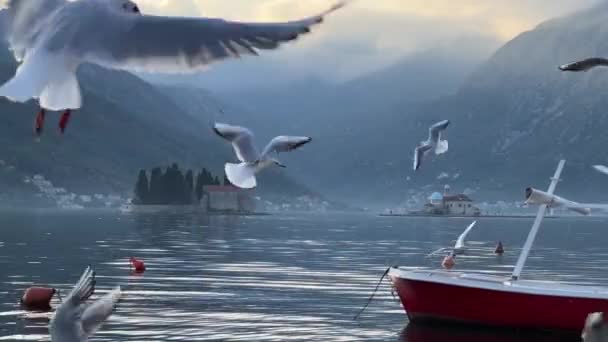 日落时 海鸥在山上的背景下在海面上盘旋 慢动作高质量的4K镜头 — 图库视频影像