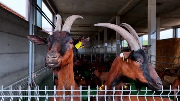Horned Goats Poking Heads Fence Farm High Quality Footage — Stock Video