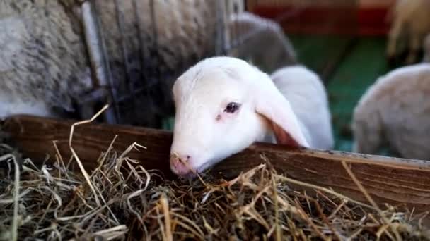 Das Kleine Weiße Lamm Frisst Heu Auf Der Koppel Und — Stockvideo