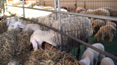 Kuzulu koyunlar çiftlikteki çitlerin dışında saman yiyorlar. Yüksek kalite 4k görüntü