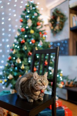 Çizgili kedi süslü bir Noel ağacının yanındaki sandalyeye oturur ve önüne bakar. Yüksek kalite fotoğraf