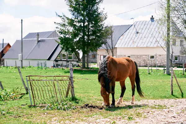 Bay Horse evin karşısındaki çitin yanındaki yeşil çimlerde otluyor. Yüksek kalite fotoğraf