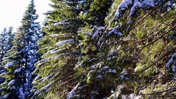 Pinheiros Altos Cobertos Neve Agitam Seus Galhos Floresta Imagens Alta — Vídeo de Stock
