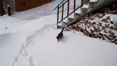 Kedi yürüyor, evin yakınındaki kar yığınlarından düşüyor. Yüksek kalite 4k görüntü