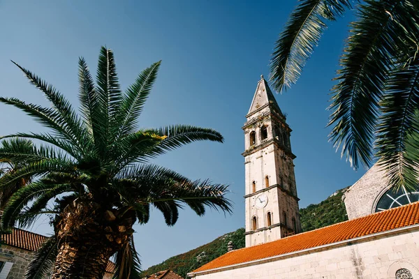 Yeşil palmiye dallarından Aziz Niklas Kilisesi 'nin yüksek çan kulesine bakın. Perast, Karadağ. Yüksek kalite fotoğraf