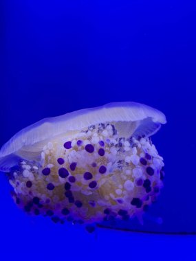 Sivilceli denizanası akvaryumun turkuaz suyunda yüzer. Yüksek kalite fotoğraf