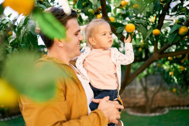 Küçük kız babasının kollarında bir dalla mandalinaya dokunuyor. Yüksek kalite fotoğraf
