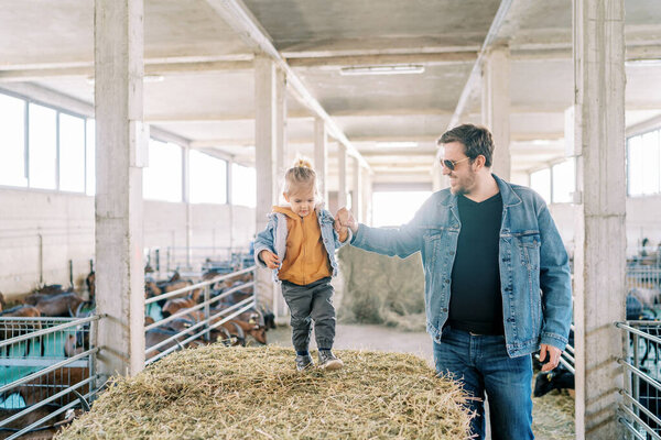 Dad holding the hand of a little girl walking on a bale of hay at the farm. High quality photo
