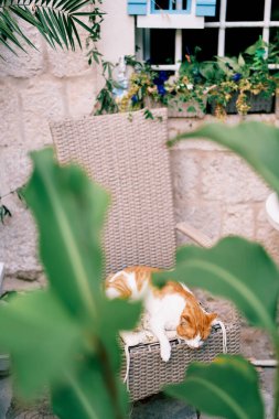 Beyaz ve kırmızı kedi antik bir taş evin yakınındaki hasır bir sandalyede uyur. Yüksek kalite fotoğraf