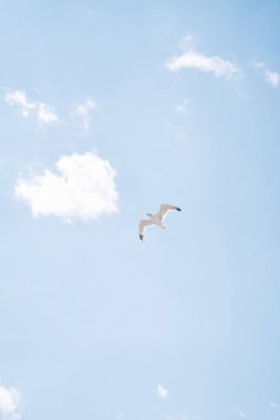 Beyaz martı bulutlu gökyüzünde yükselir. Yüksek kalite fotoğraf