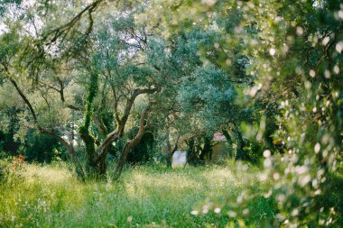 Parlak güneş ışığıyla sarmaşıkla kaplı bir zeytin koruluğundaki yeşil ağaçlar. Yüksek kalite fotoğraf