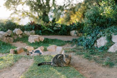 Tekir gri kedi patikanın yakınındaki çimenlere gözlerini kısarak oturur. Yüksek kalite fotoğraf