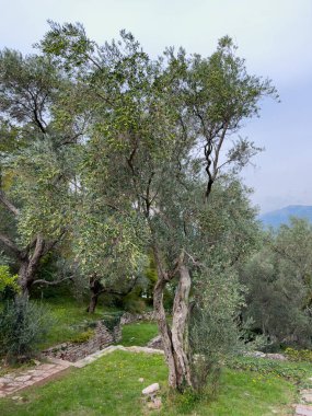 Asfaltlı bir korulukta yeşil zeytin ağaçları. Yüksek kalite fotoğraf