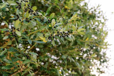Yoğun yeşil yaprakların arasında siyah zeytinler olgunlaşır. Yüksek kalite fotoğraf